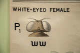 Close-up of fruit fly head with prominent eyes and 'WHITE-EYED FEMALE' text.