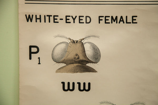 Vintage 1941 Fruit Fly Science Chart // ONH Item 1436 Image 5