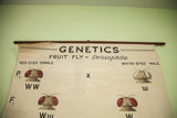 Top portion of vintage fruit fly chart displaying 'GENETICS' and red-eyed female.