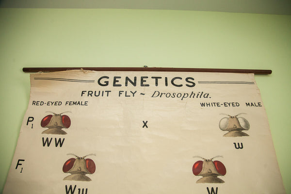 Vintage 1941 Fruit Fly Science Chart // ONH Item 1436 Image 6