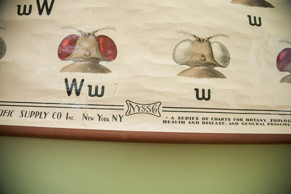 Vintage 1941 Fruit Fly Science Chart // ONH Item 1436 Image 7