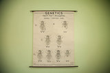 Vintage 1941 minimalistic fruit fly genetics chart on aged white canvas with dowels.