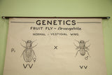 Top of 1941 science chart; 'GENETICS FRUIT FLY' text, wooden dowel, hanging string.