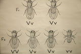 Vintage 1941 fruit fly genetics chart displaying varied wing types and Vv, vv labels.