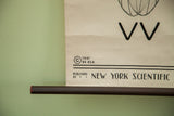 Vintage 1941 science chart publication details, New York Scientific, with original dowel.