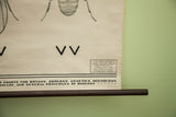 Bottom edge of vintage 1941 science chart showing paper ripples and original wood dowel.