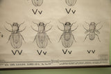 Vintage 1941 fruit fly chart detail showing genetic symbols and publisher name.