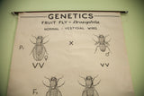 Upper right of vintage 1941 fruit fly genetics chart, showing 