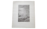 Vintage bromoil transfer photograph by D.R. Peretti Griva of a surreal landscape with wispy trees.