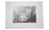 Vintage D.R. Peretti Griva bromoil photograph of a luminous, serene scene with a figure among ancient trees.