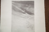 Detail showing the soft, grainy texture of the solitary tree on a snowy hill.
