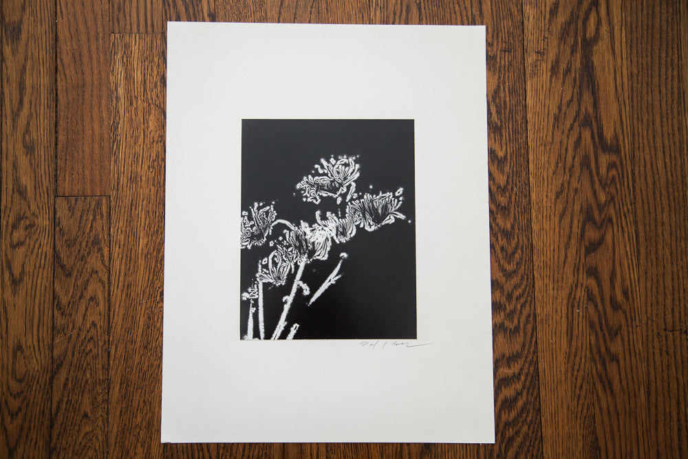 Dandelion Photo Print Negative // ONH Item 1453