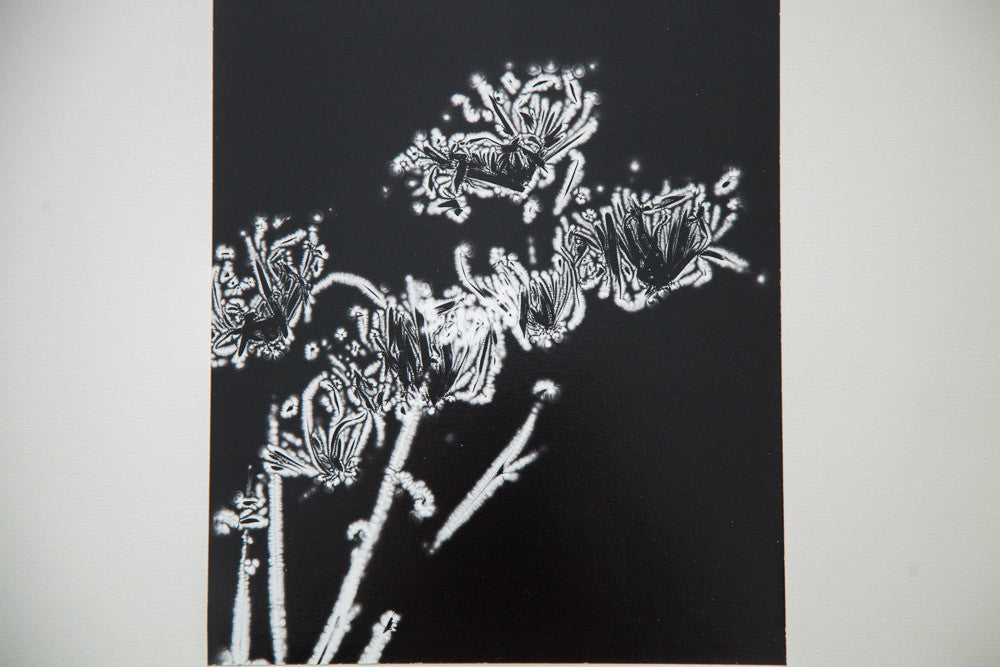 Dandelion Photo Print Negative // ONH Item 1453 Image 1