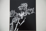 Abstract black and white photo negative showing dandelion forms on white mat.