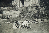 Journalistic black and white photograph of a girl with her spotted dog on a lawn.