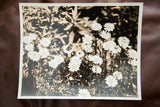 Vintage 1930s Underwood black and white photographic print: butterfly on white daisies.