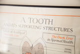 Serif title text and medical labels on the aged paper of a vintage tooth poster.
