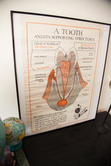 Vintage Squibb tooth diagram poster, framed and styled on a dark tabletop.