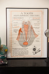 Vintage Squibb tooth advertisement poster, framed and styled on a dark wood surface.