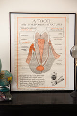 1920s Vintage Tooth Diagram Squibb Advertisement Poster // ONH Item 1533 Image 8