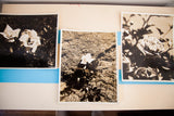 Three vintage Underwood And Underwood flower photographs, 1940s sepia 8x10 prints.