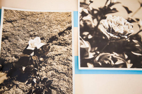 Vintage Underwood And Underwood Flower Photographs // ONH Item 1535 Image 1