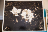 Vintage sepia tone photograph showing two delicate roses, signed Underwood & Underwood.
