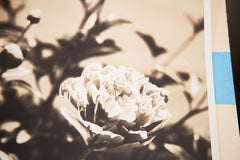 Vintage Underwood And Underwood Flower Photographs // ONH Item 1535 Image 5