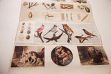 Antique school chart section showing colorful bird, egg illustrations, and classic historical scenes.