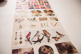 Early 1900s educational scroll featuring colorful bird illustrations and diverse bird eggs.
