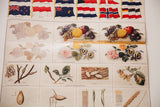 Detail of the antique school chart showcasing flags, fruit, flower botanical art, and caterpillar studies.