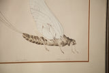 Detailed view of the Mayfly Dun drawing's shaded body, delicate wing lines, and artist signature.