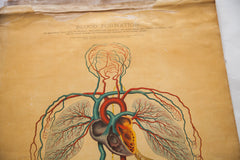 Antique 19th Century Anatomical Chart Yaggy's Blood Formation // ONH Item 1801 Image 2