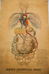 Complete 1885 Yaggy's anatomical chart showing the human circulatory system.