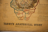 Bottom detail of antique Yaggy's Anatomical Study chart title and 1885 Chicago copyright.