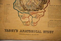 Antique 19th Century Anatomical Chart Yaggy's Blood Formation // ONH Item 1801 Image 4