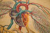 Antique Yaggy's anatomical chart, illustrating the heart and red and teal blood vessels.