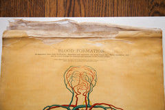 Antique 19th Century Anatomical Chart Yaggy's Blood Formation // ONH Item 1801 Image 5