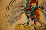 Intricate red and teal branching vessels around the heart on Yaggy's anatomical chart.