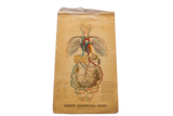 Antique 19th century Yaggy's anatomical blood formation chart on aged canvas with vibrant colors.