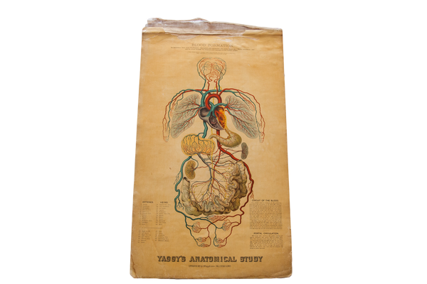 Antique 19th Century Anatomical Chart Yaggy's Blood Formation // ONH Item 1801