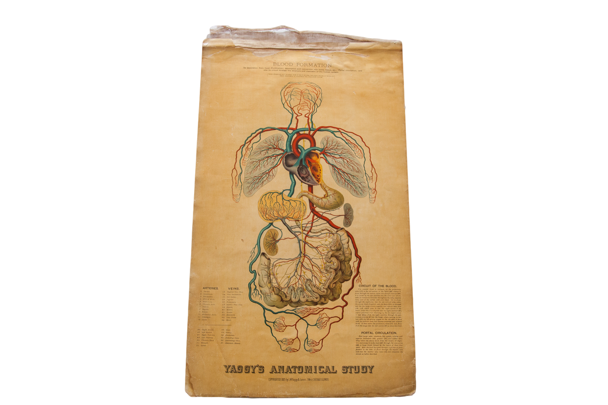 Antique 19th Century Anatomical Chart Yaggy's Blood Formation // ONH Item 1801