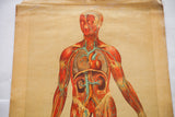 Antique Yaggy's anatomy chart depicting vivid red muscles and blue vessels, aged paper.