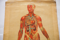 Antique 19th Century Anatomical Chart Yaggy's Muscle Skeleton Man // ONH Item 1802 Image 1
