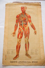 Yaggy's 19th-century chart: upper torso with red muscles, blue vessels, aged paper.