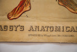 Yaggy's Anatomical chart 1885 copyright details on creased, yellowed paper.