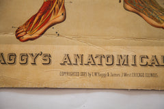 Antique 19th Century Anatomical Chart Yaggy's Muscle Skeleton Man // ONH Item 1802 Image 4