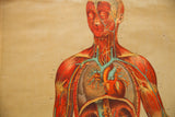 Chest detail of antique Yaggy's anatomical chart, depicting red muscles, blue vessels, and aged paper.