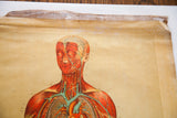 Upper corner of 19th century Yaggy's anatomical chart with aged paper and canvas backing.