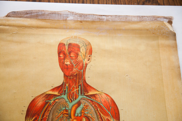 Antique 19th Century Anatomical Chart Yaggy's Muscle Skeleton Man // ONH Item 1802 Image 6